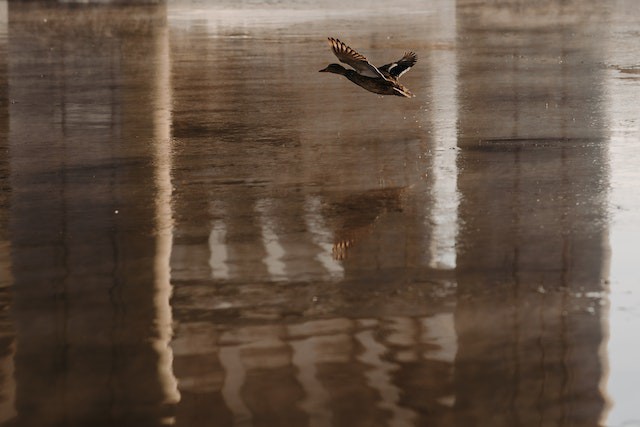 pexels-pavel-danilyuk-6716254 pexels-pavel-danilyuk-6716254