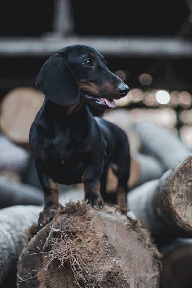 The Dachshund The Dachshund