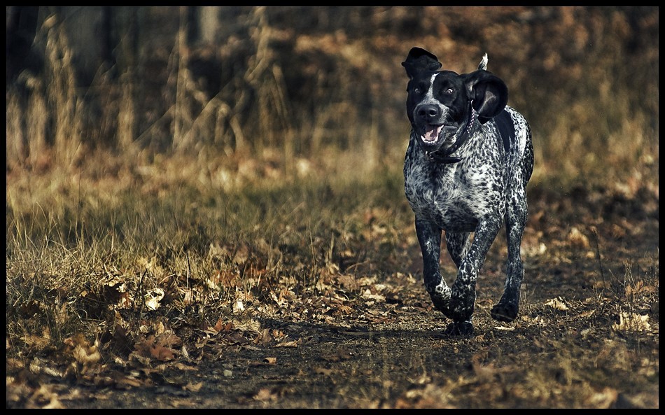 Bluetick Coonhound